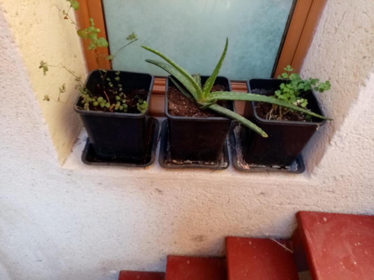 Ferienwohnung L'Authentique Pézenas Exterior foto